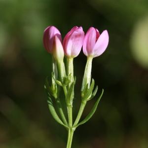 Photographie n°179785 du taxon Centaurium erythraea Rafn [1800]