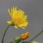  Hervé GOËAU - Crepis capillaris (L.) Wallr. [1840]