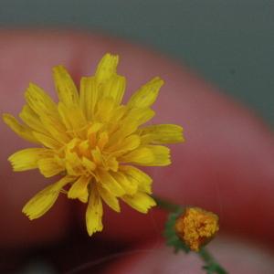  - Crepis capillaris (L.) Wallr. [1840]