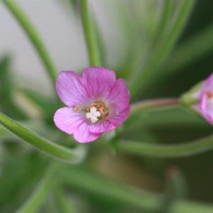 Photographie n°179854 du taxon Epilobium hirsutum L. [1753]