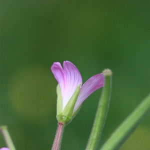 Photographie n°179858 du taxon Epilobium hirsutum L. [1753]