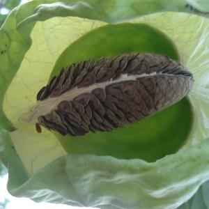  - Calotropis procera (Aiton) Dryand.