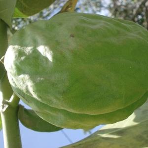  - Calotropis procera (Aiton) Dryand.