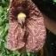  Valérie BRASSE - Aristolochia grandiflora Sw.