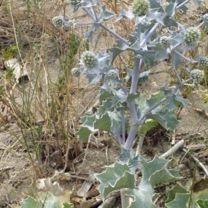 Photographie n°179881 du taxon Eryngium maritimum L. [1753]