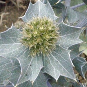 Photographie n°179887 du taxon Eryngium maritimum L. [1753]