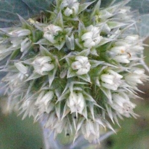 Photographie n°179888 du taxon Eryngium maritimum L. [1753]