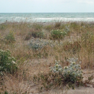 Photographie n°179893 du taxon Eryngium maritimum L. [1753]