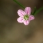  Jacques Maréchal - Gypsophila muralis L. [1753]