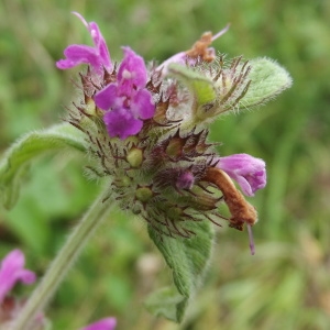 Photographie n°179918 du taxon Clinopodium vulgare L.