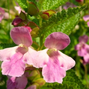 Photographie n°179920 du taxon Melittis melissophyllum L.