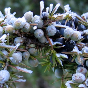  - Juniperus communis L. [1753]