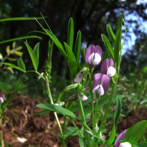  - Vicia bithynica (L.) L. [1759]