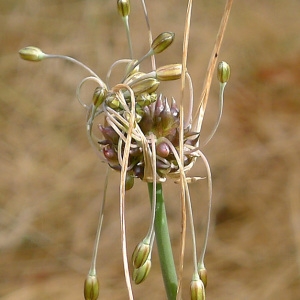 Photographie n°179969 du taxon Allium oleraceum L. [1753]