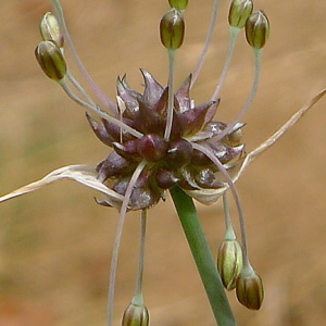  - Allium oleraceum L. [1753]