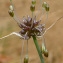  Bertrand BUI - Allium oleraceum L. [1753]