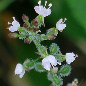 Circaea lutetiana L. (Circée commune)