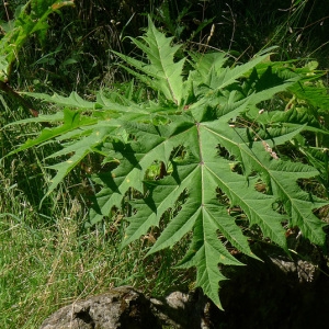 Photographie n°179995 du taxon Heracleum mantegazzianum Sommier & Levier [1895]