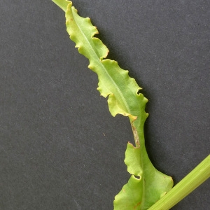 Photographie n°180006 du taxon Rumex thyrsiflorus Fingerh. [1829]