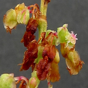 Photographie n°180007 du taxon Rumex thyrsiflorus Fingerh. [1829]