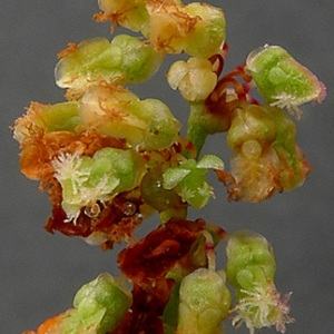 Photographie n°180008 du taxon Rumex thyrsiflorus Fingerh. [1829]