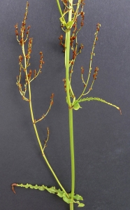 Bertrand BUI, le 31 juillet 2013 (Paris (Bois de Vincennes))