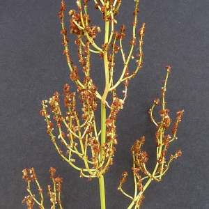  - Rumex thyrsiflorus Fingerh. [1829]