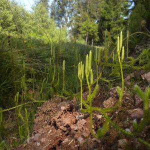 Photographie n°180021 du taxon Lycopodium clavatum L. [1753]