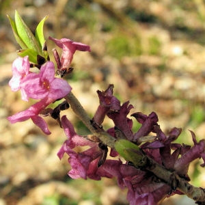 Photographie n°180023 du taxon Daphne mezereum L. [1753]