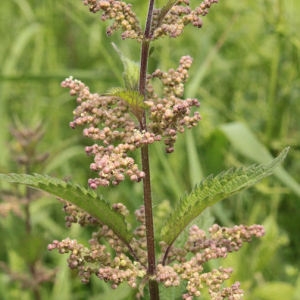 Photographie n°180026 du taxon Urtica dioica L. [1753]