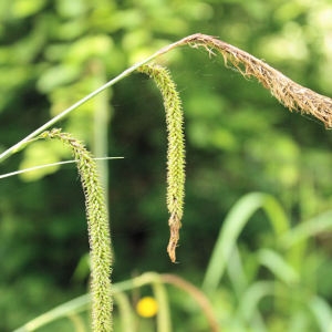 Photographie n°180030 du taxon Carex pendula Huds. [1762]