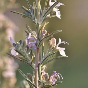 Photographie n°180033 du taxon Rosmarinus officinalis L.