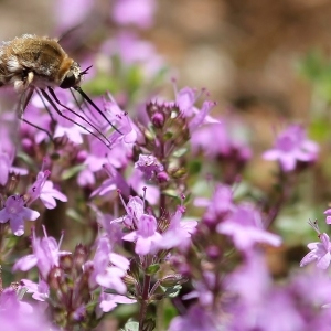 Photographie n°180034 du taxon Thymus serpyllum L. [1753]