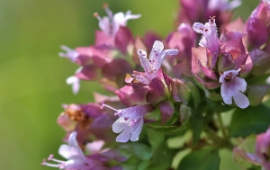 Gilles SALAMA, le 11 août 2012 (Balma (Noncesse))