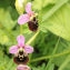  François MEIGNANT - Ophrys fuciflora subsp. fuciflora