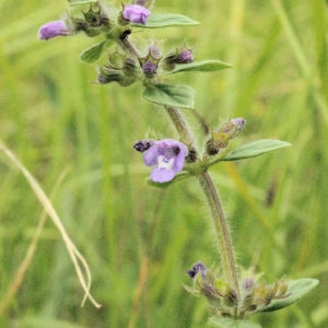 Photographie n°180042 du taxon Clinopodium L. [1753]