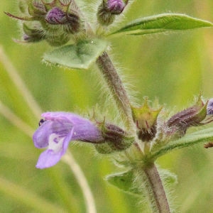 Photographie n°180043 du taxon Clinopodium L. [1753]