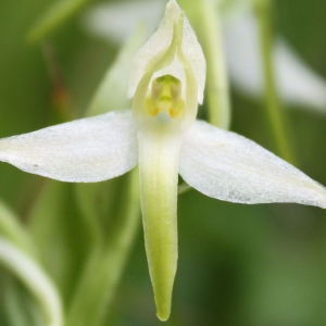 Photographie n°180045 du taxon Platanthera bifolia (L.) Rich. [1817]