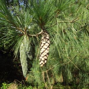 Pinus chylla Lodd. (Pin pleureur de l'Himalaya)