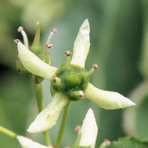 Euonymus vulgaris Mill. (Fusain)