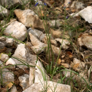 Photographie n°180063 du taxon Brimeura amethystina (L.) Chouard [1930]