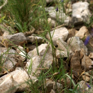 Photographie n°180064 du taxon Brimeura amethystina (L.) Chouard [1930]