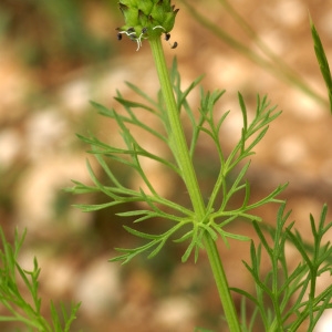 Photographie n°180071 du taxon Adonis annua L. [1753]