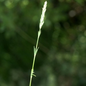 Photographie n°180075 du taxon Crucianella angustifolia L. [1753]