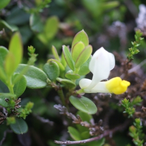 Photographie n°180087 du taxon Polygala chamaebuxus L. [1753]