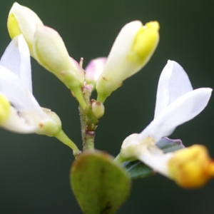 Photographie n°180090 du taxon Polygala chamaebuxus L. [1753]