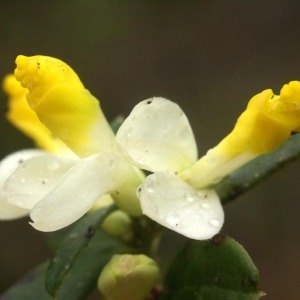  - Polygala chamaebuxus L. [1753]