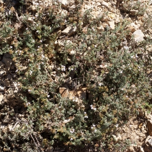 Photographie n°180095 du taxon Thymus dolomiticus H.J.Coste [1893]