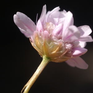 Photographie n°180102 du taxon Armeria girardii (Bernis) Litard. [1955]