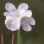  Liliane Roubaudi - Armeria girardii (Bernis) Litard. [1955]